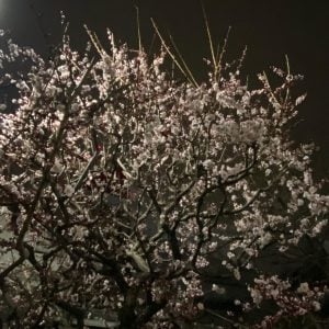 ウメ 花言葉「忍耐」