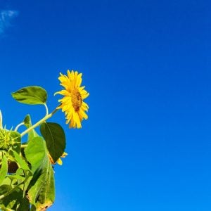 ヒマワリ 花言葉「あなただけを見つめる」