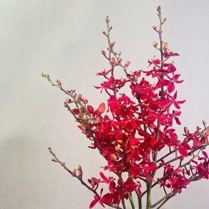 アランダ 花言葉「一緒に踊って」