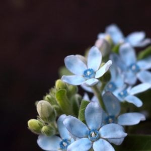 ブルースター 花言葉「信じあう心」