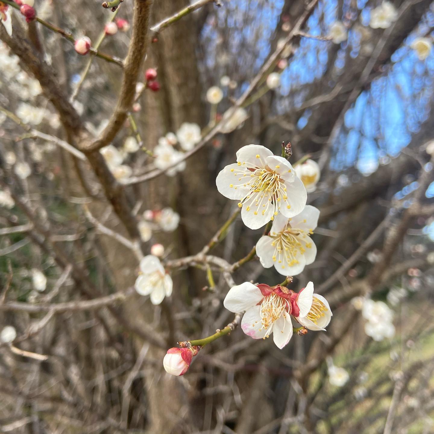 寒い季節に百花に先んじて咲く白梅は、その清楚な花の風情はもとより、香りまでもが気品に満ちて賞美すること盛んです。今年は寒かったせいか、梅も今になって見頃を迎えています。「梅見月」とは二月の異称で、同様に三月は「夢見月」と呼ばれます。本来は、桜に夢みる月ということなんでしょうけれど、今年は梅が今なので、おかげで夜に漂う香に触れるたび、よい夢みれそうな気分です。今日もいちりんあなたにどうぞ。風にだに匂ひを残せ梅の花 ちりての後も人かとはなん-正岡子規シラウメ 花言葉「気品」
