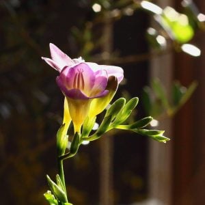 フリージア 花言葉「あどけなさ」