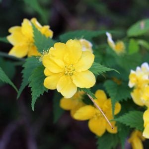 ヤマブキ 花言葉「崇高」
