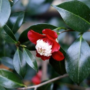 ツバキ 花言葉「誇り」