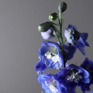 デルフィニウム 花言葉「あなたは私を慰める」