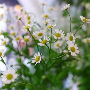 マトリカリア 花言葉「集う喜び」