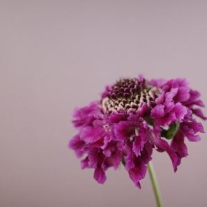 スカビオーサ 花言葉「朝の花嫁」