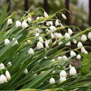 スノーフレーク 花言葉「汚れなき心」