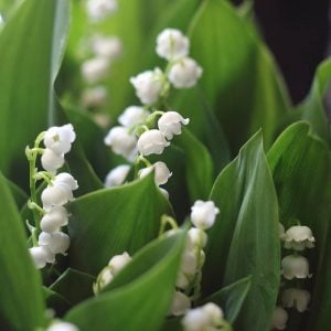 スズラン 花言葉「再び幸せが訪れる」