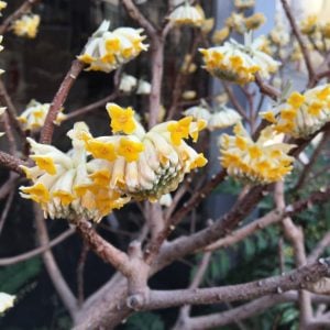 ミツマタ 花言葉「強靭」