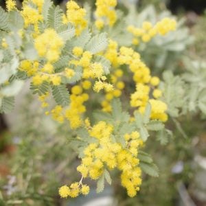 ミモザ 花言葉「友情」