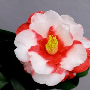 一輪の花美しくあらば、われもまた生きてあらん。『虹いくたび』川端康成今日もいちりんあなたにどうぞ。ツバキ 花言...