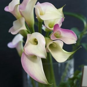 カラー ピンク 花言葉「情熱」