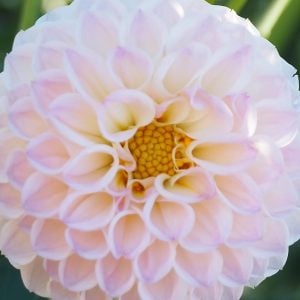 ダリア 花言葉「感謝」