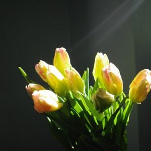 チューリップ 花言葉「真実の愛」