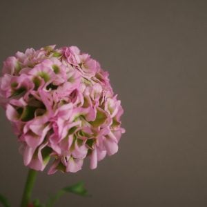 ラナンキュラス 花言葉「飾らない美しさ」