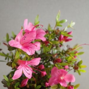 ツツジ 花言葉「慎しみ」