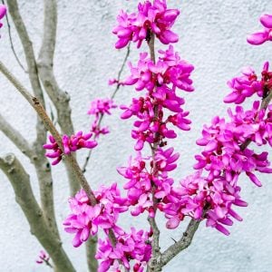 ハナズオウ 花言葉「目覚め」