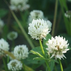 シロツメクサ 花言葉「約束」