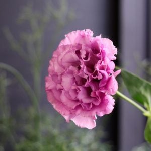 トルコキキョウ 花言葉「あなたを想う」