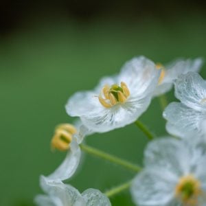 サンカヨウ　花言葉「幸せ」