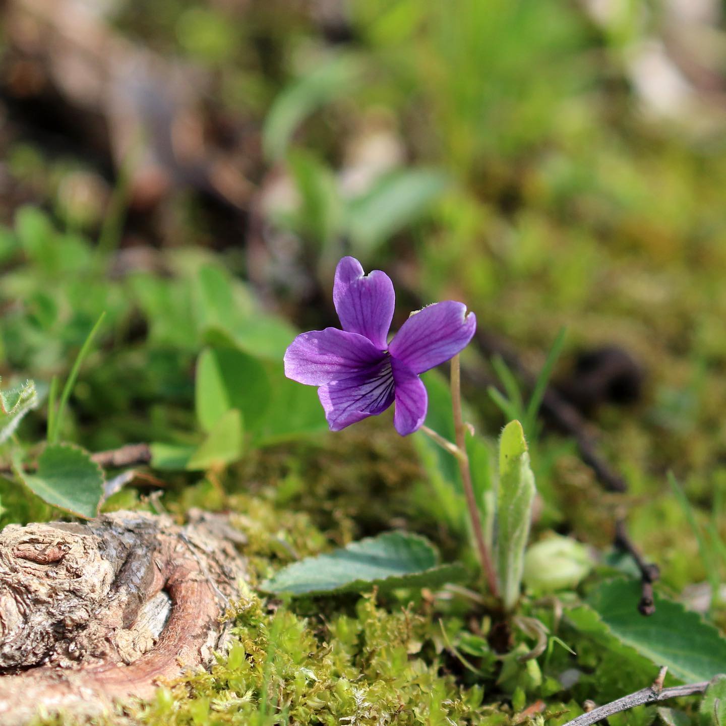別れる男に、花の名を一つは教えておきなさい。花は毎年必ず咲きます。-川端康成ありがとう。今日もいちりんあなたにどうぞ。スミレ 花言葉「愛」