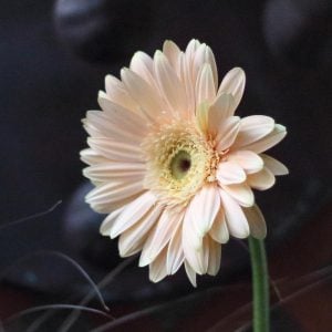 ジェームズ・M・バリー『小牧師』