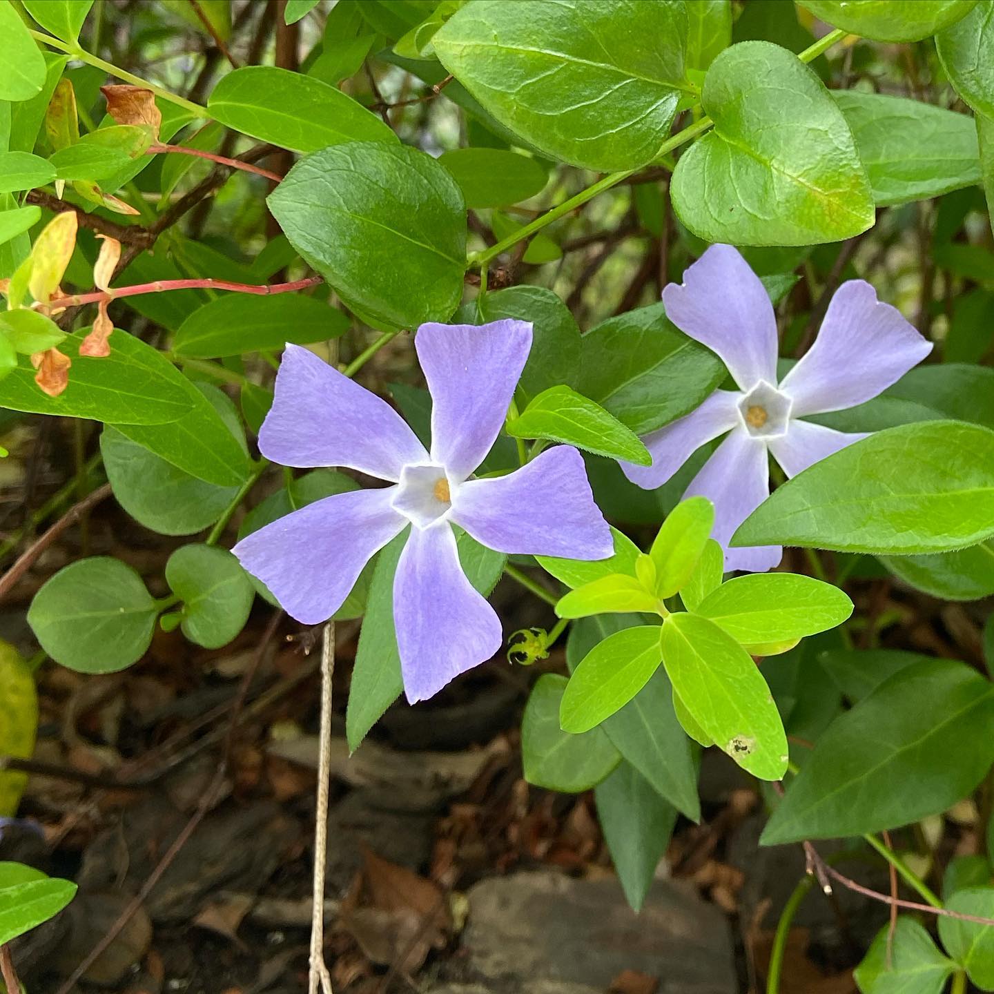 旅の途中で詠まれた歌に、よく桜がでてくるのは、旅人たちが山道を歩くことが多かったからなんですって。どれほどの景色が広がっていたのかしらと、想像するだけで山の色香が漂います。その当時、物ももたず慾もみたさず花をみて、道なき道を歩いては歌を詠んだ昔の人にとって、幸せとはなんだったのだろうと、ふと思いました。それとは、いまこんなふうに東京で、道端路肩の花をみつけては、誰かに伝えたくなる気持ちと、 少しは似たりもするかしら、なんて。今日もいちりんあなたにどうぞ。ツルニチニチソウ 花言葉「優しい」