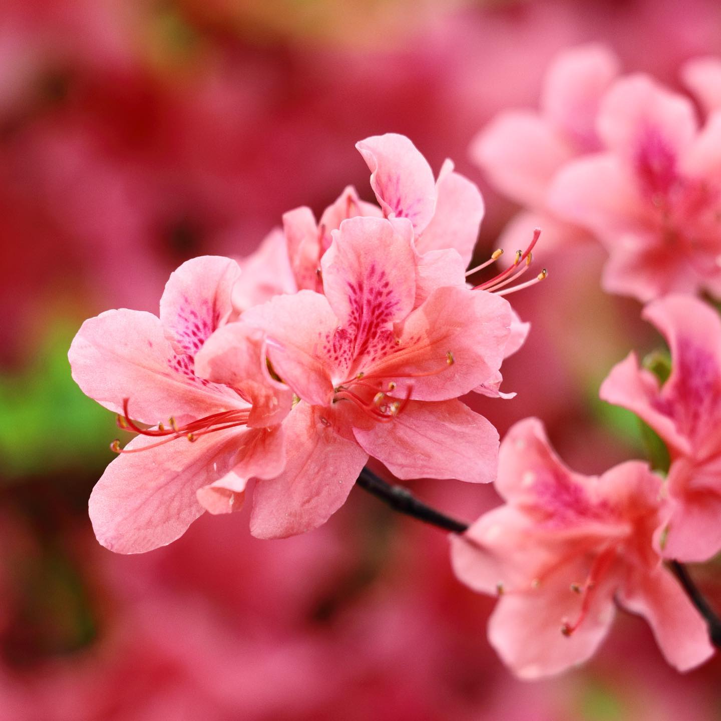 花がすめばつつじ。実は単に「つつじ」という植物はなく、山つつじ、みつばつつじ、など数多くの品種名で親しまれている花です。「れんげつつじ」といえば、その名は蓮華のような赤色から「さつきつつじ」は皐月のころ五月が見頃の花だから。四月が足早に過ぎていくこの頃、日ごと光の中にも初夏の気配を感じるようになりました。今日も良い天気。よい一週間にしましょうね。今日もいちりんあなたにどうぞ。優しさのひとつは、自身が受けるに値する愛以上の愛を、人に与えることにある-ジョセフ・ジュベールツツジ 花言葉「恋の喜び」