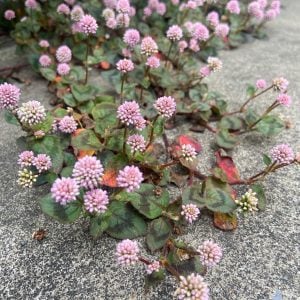 ヒメツルソバ 花言葉「思いがけない出会い」