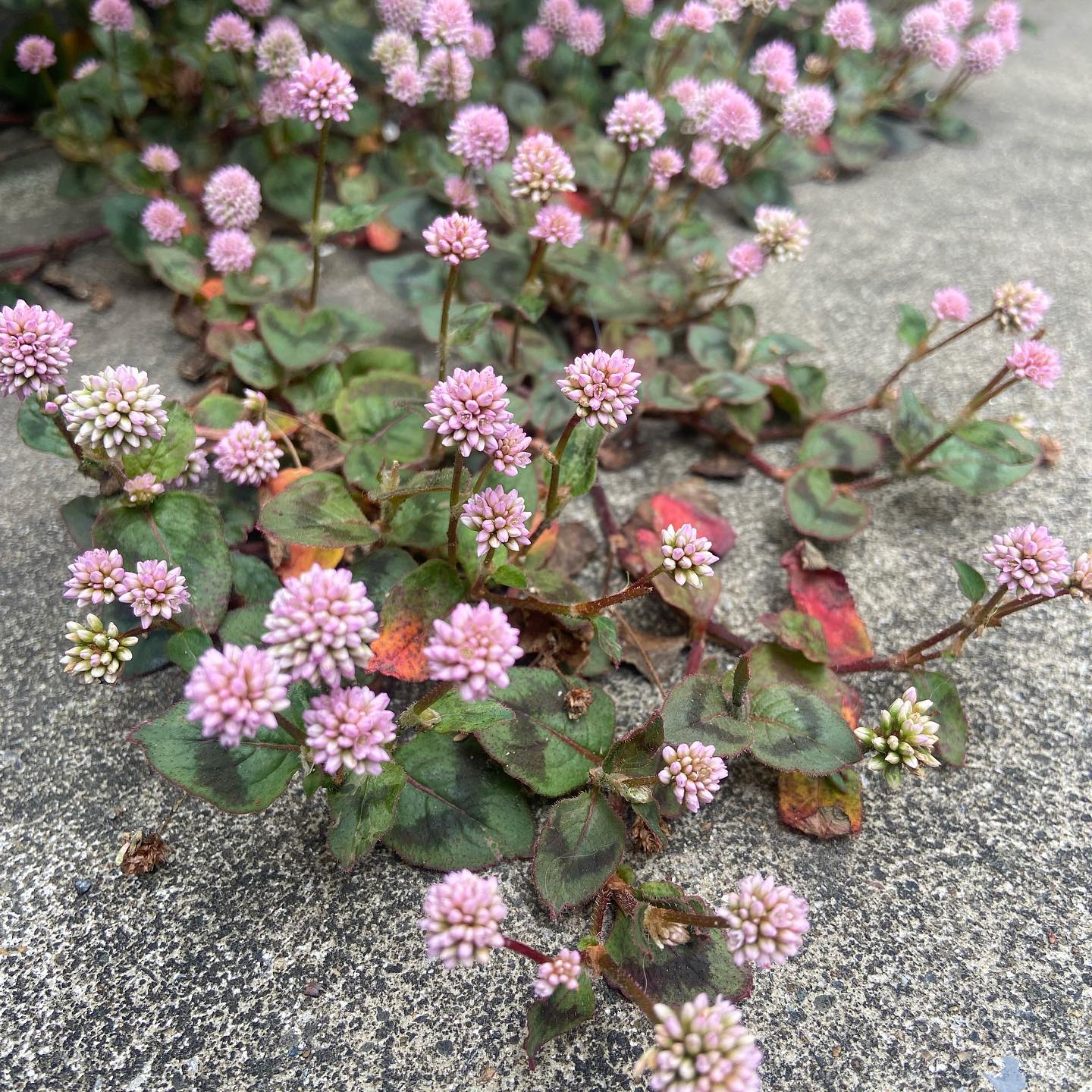 終わってしまったといって泣くのはやめよう。生きていろいろな経験をしたのだから、笑おうよ。-ドクター・スースね、笑おう。今日もいちりんあなたにどうぞ。ヒメツルソバ 花言葉「思いがけない出会い」