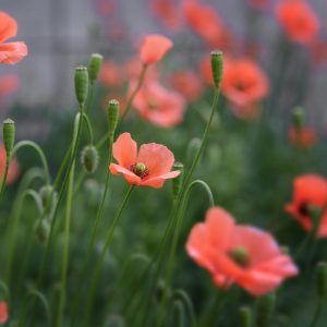 ひなげし　花言葉「休息」