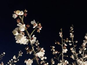 夜の梅