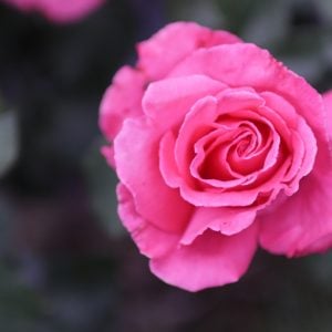 夏の名残のバラ