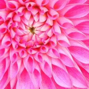 ハゴロモジャスミン満開