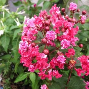 ある人には雑草に、ある人には希望に