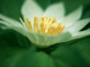 白い花は自分の白さを知らず