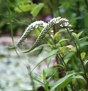 オカトラノオ　花言葉「優しい風情」