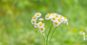 良寛　愛語と戒語