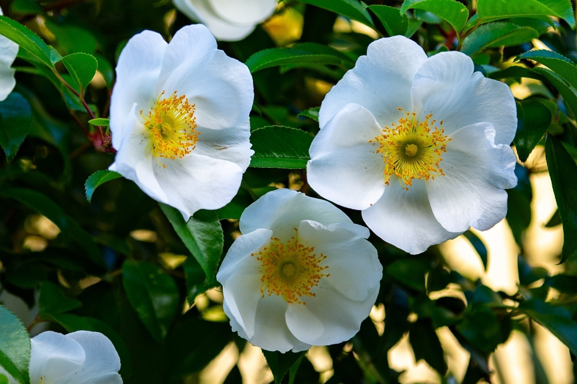 ノバラ　花言葉「素朴なかわいらしさ」