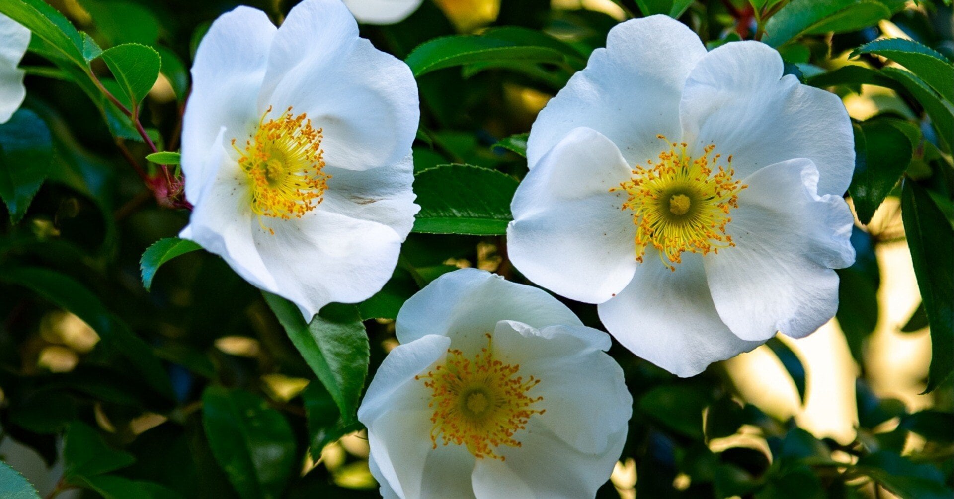 ノバラ　花言葉「素朴なかわいらしさ」