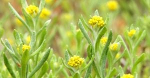 人日のあすに連れゆく母子草