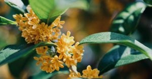 秋の匂い思うころ