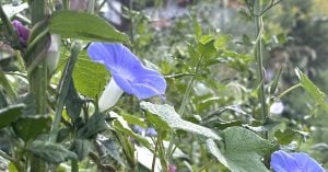 槿花一生の夢「朝顔の君」源氏物語