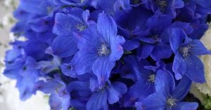 デルフィニウム　花言葉「あなたは幸せを振りまく」