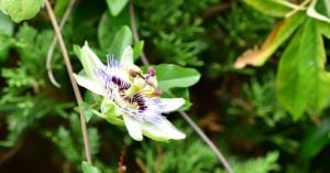 パッションフラワー
