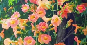 凌霄花（のうぜんかずら）