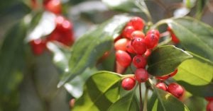 かぞへ日となりし日ざしや青木の実