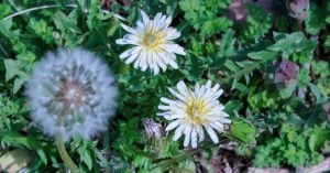 たんぽぽと白秋