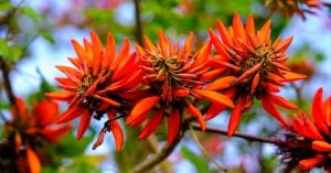 島唄の花　デイゴ　花言葉「生命力」